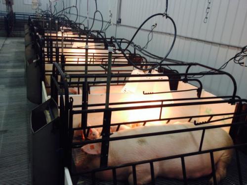 pigs