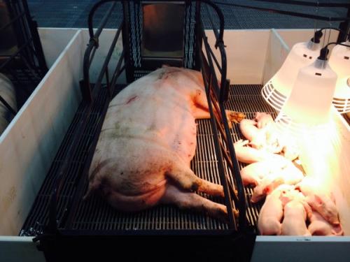 pigs2