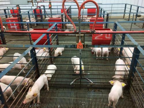 swine-facility-2