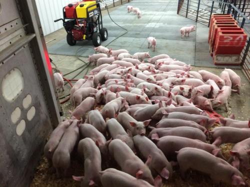 swine-facility-3